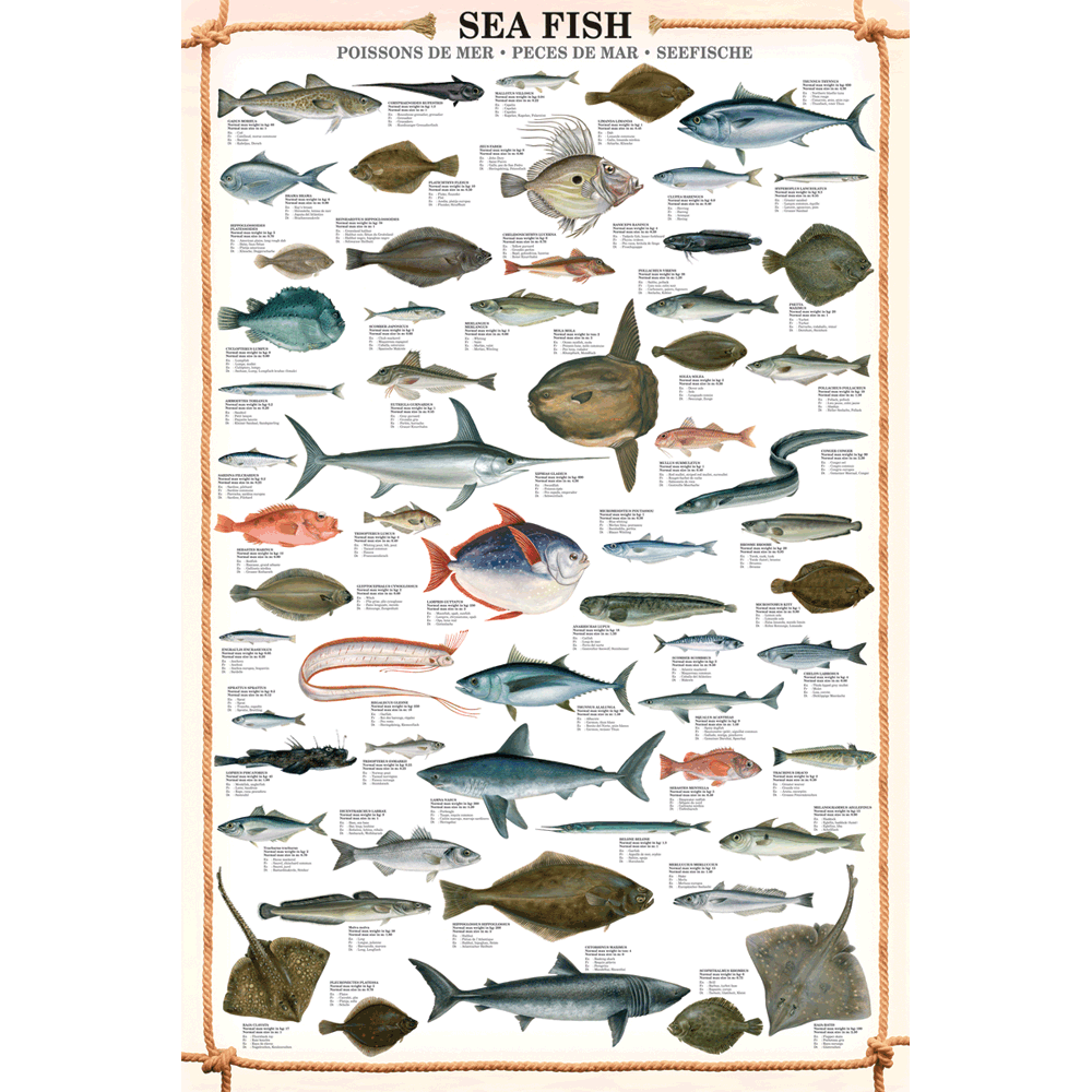 24 x 36 inch Non-Laminated Paper Poster Depicting Illustrations of Various Fish and Animals of the Sea and Sea Floor by EuroGraphics.