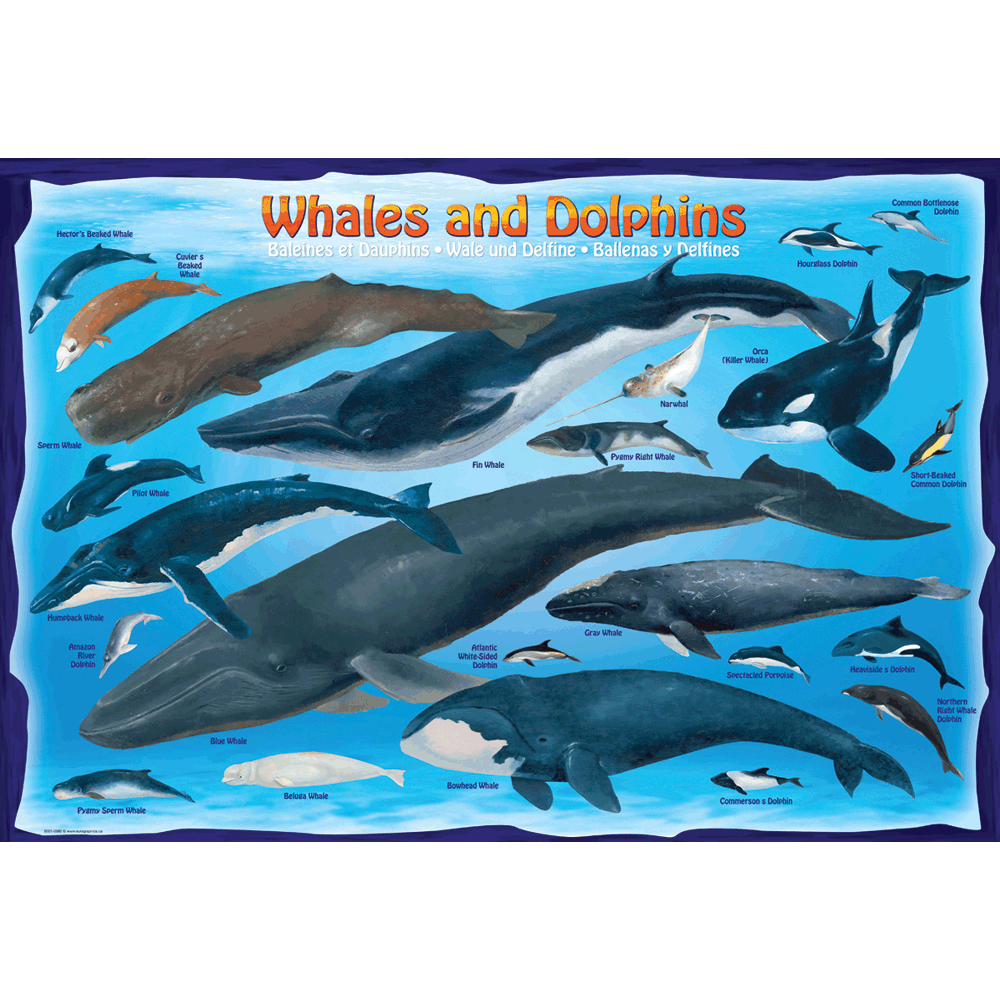 100 Piece Jigsaw Puzzle made from Recycled Paper depicting Illustrations of Various Whales and Dolphins and their respective size to one another and a Human by EuroGaphics.