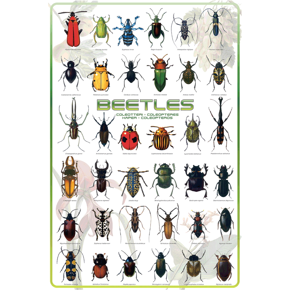 Types sales of beetles