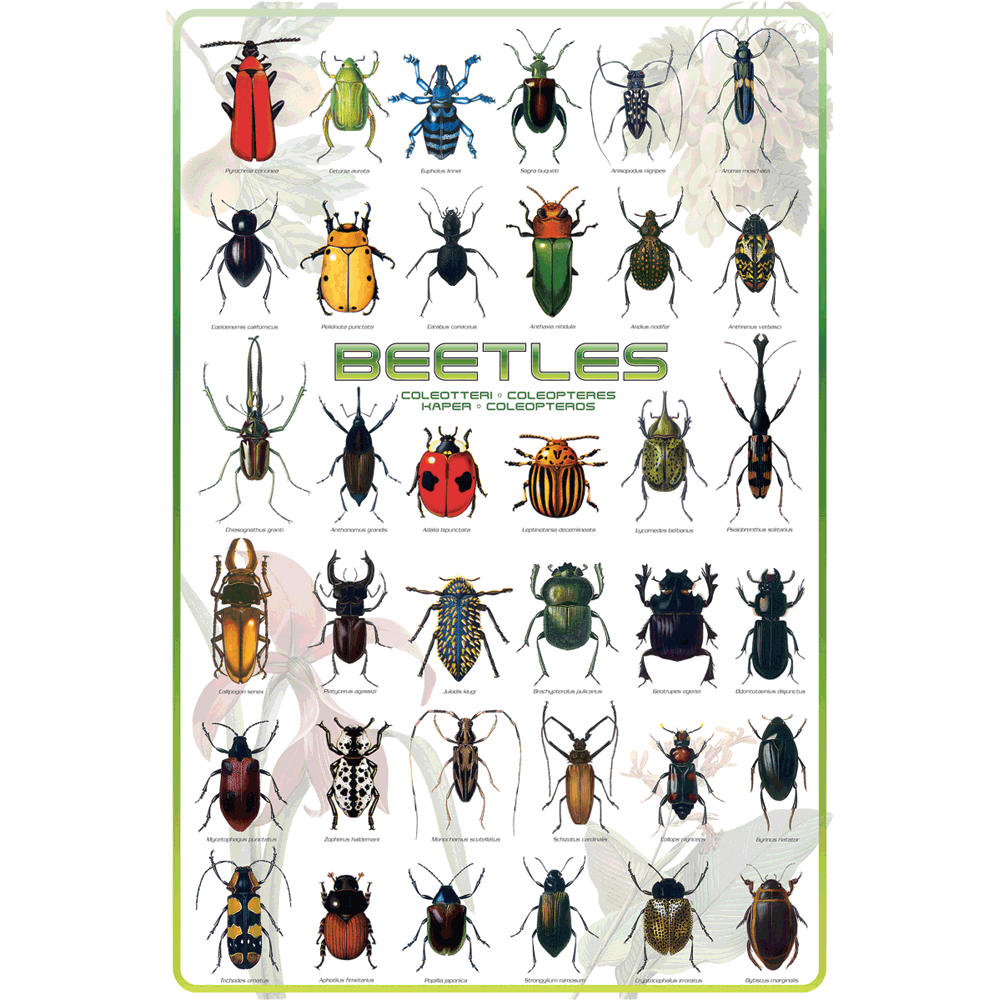 24 x 36 inch Non-Laminated Paper Poster Depicting Various Species of Insect Beetles by EuroGraphics.