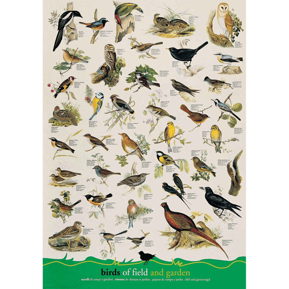 24 x 36 inch Non-Laminated Paper Poster Depicting Various Species of Birds found in Rural Field and Garden Landscapes by EuroGraphics.