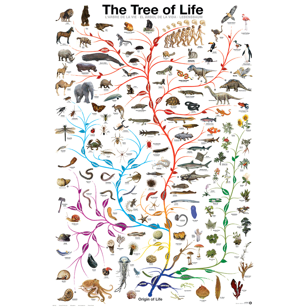 Evolution Tree