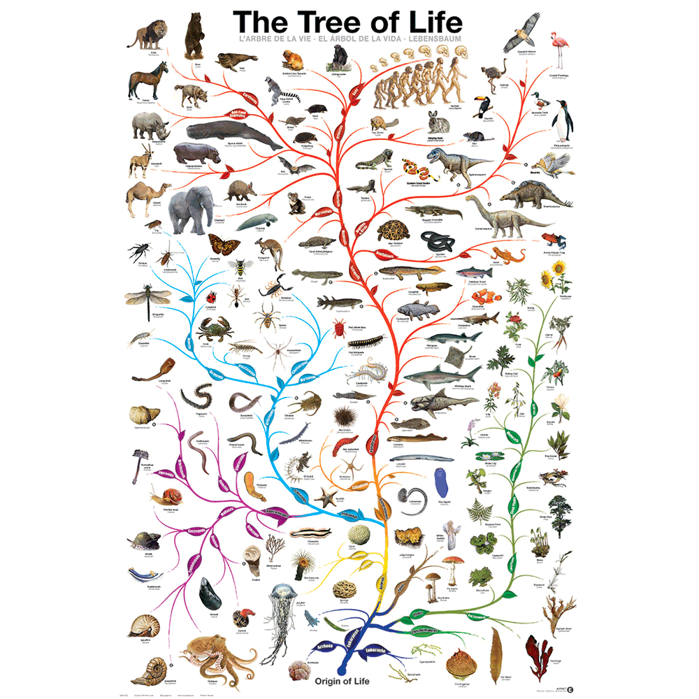 24 x 36 inch Non-Laminated Paper Poster Depicting Darwin’s Theory of Evolution Tracking Species from the Origin of Life (Single Celled Organisms) by EuroGraphics.