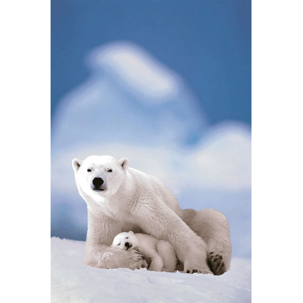 24 x 36 inch Non-Laminated Paper Poster Depicting a Mother Polar Bear Cuddled Up Protecting her Sleeping Young with an Out of Focus Iceberg in the Background by EuroGraphics.