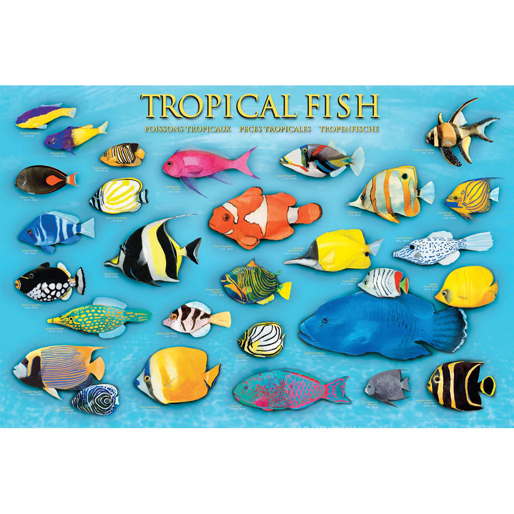 24 x 36 inch Non-Laminated Paper Poster Depicting Illustrations of Various Tropical Fish in a Background of Bright Blue Water by EuroGraphics.