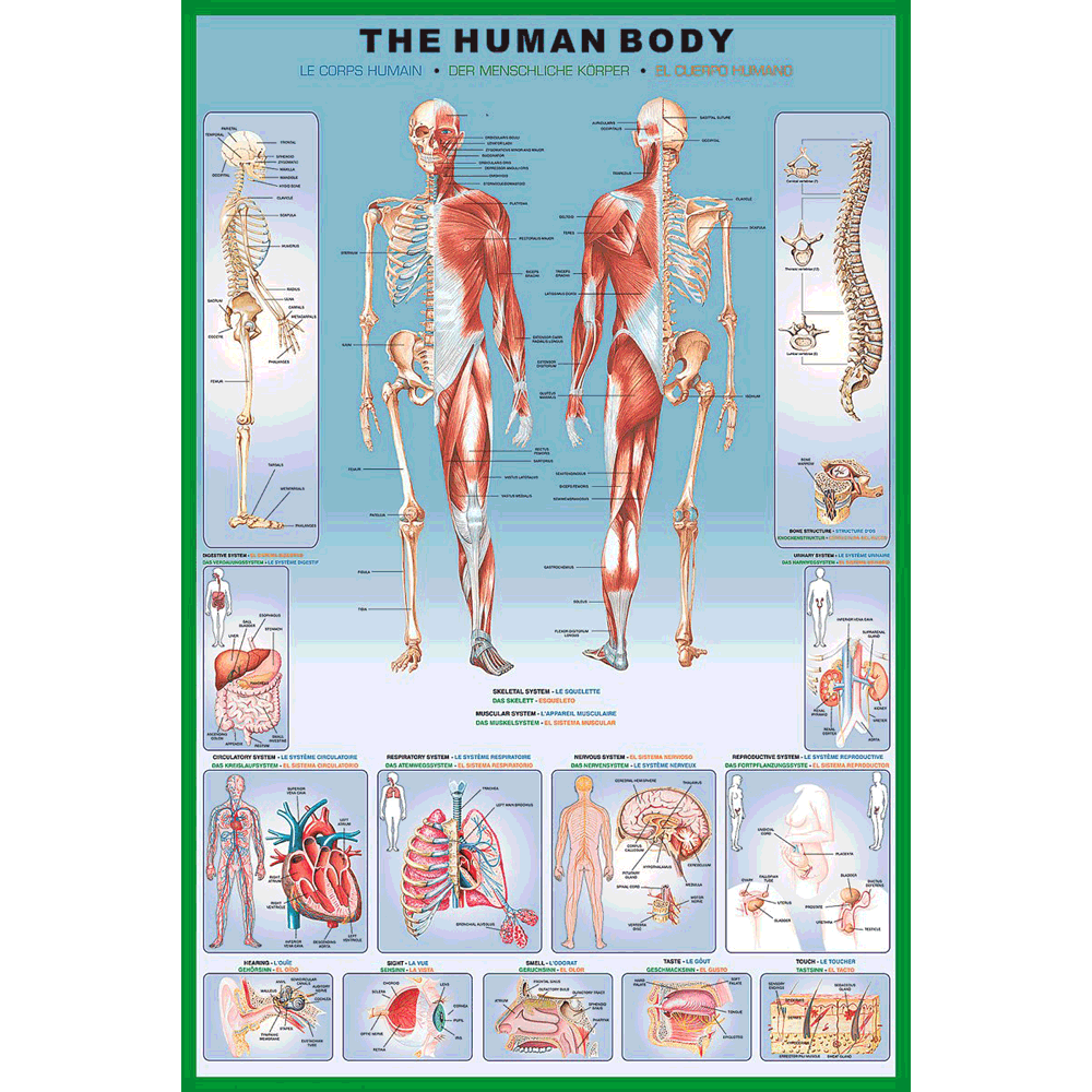 24 x 36 inch Non-Laminated Paper Poster Depicting the Skeletal and Muscular Systems of the Human Body along with illustrations of Various Organs and Processes by EuroGraphics.