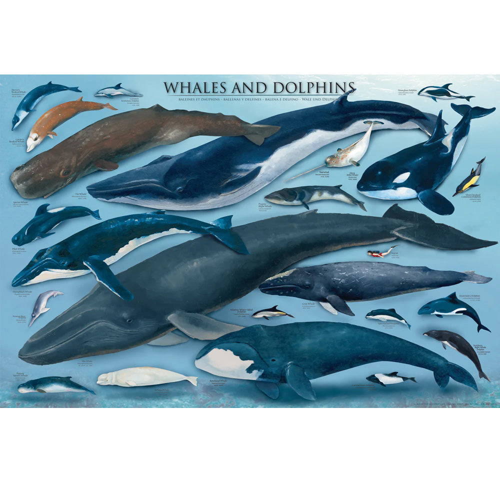 Whales and dolphins illustrated poster. This highly detailed print is perfect for a bedroom, office or classroom. Poster measures 36 x 24 inches.  Measures 24 inches by 36 inches Highly detailed, quality poster Great for home, office or classroom. Poster by Eurographics