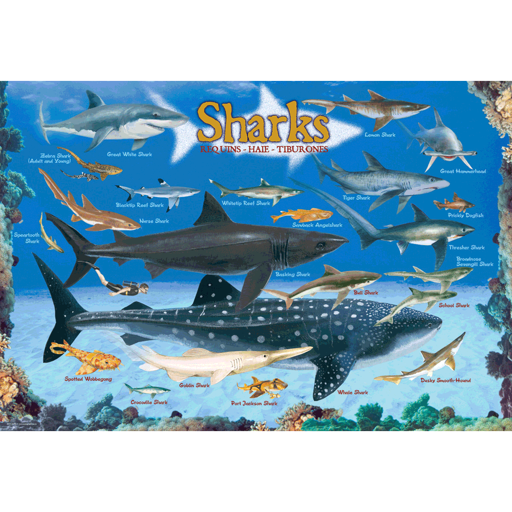 100 Piece Jigsaw Puzzle made from Recycled Paper depicting Illustrations of Various Sharks of the Ocean and their Relative size to Each Other and a Human by EuroGaphics.